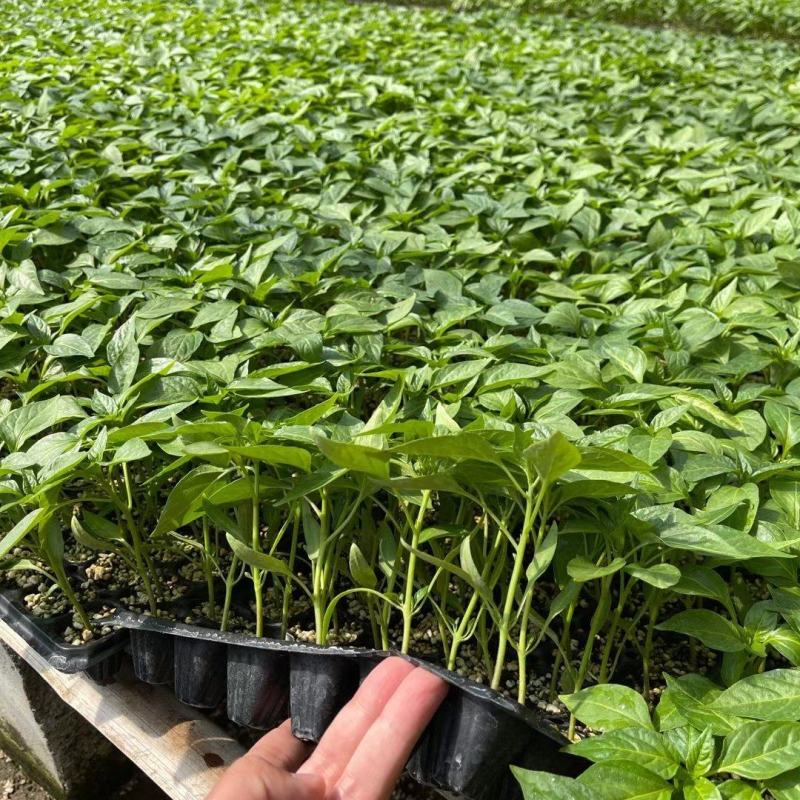 大果型牛角椒苗供应中厚皮大牛角辣椒苗批发辣度好