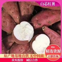 红皮白芯红薯软糯香甜供应全国电商市场加工厂