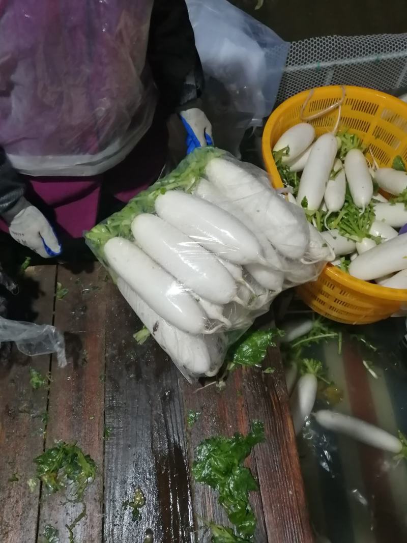 湖北白萝卜市场货，超市，加工厂均可