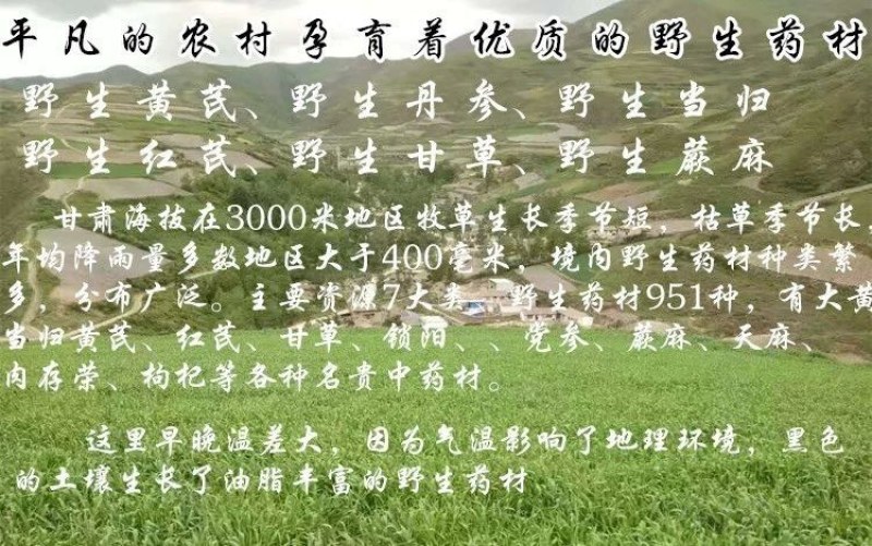 2021野生蕨麻人参果原产地甘南藏区高原滋补品青海特产级