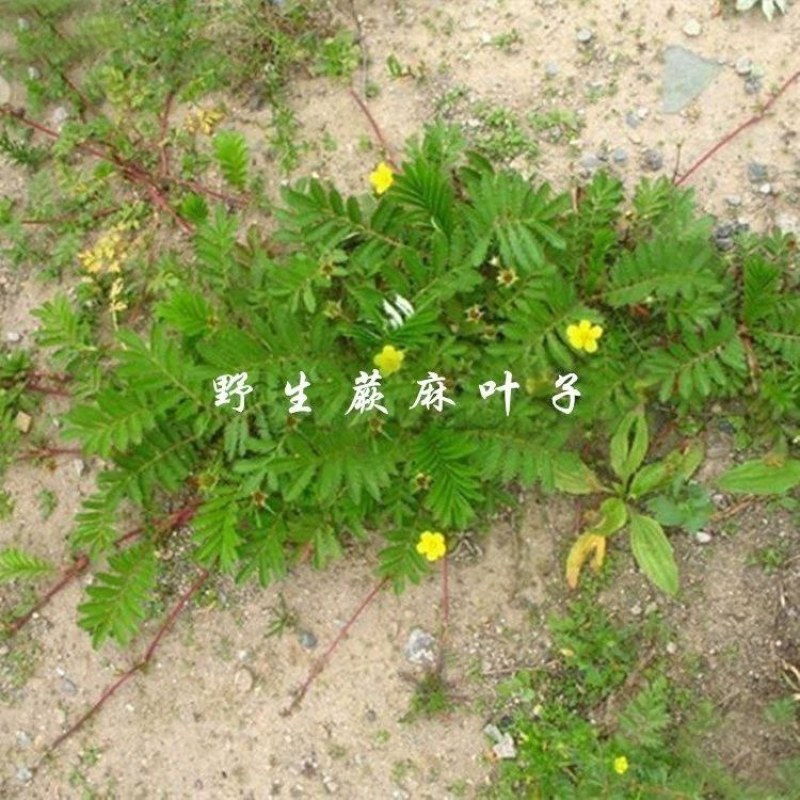 2021野生蕨麻人参果原产地甘南藏区高原滋补品青海特产级