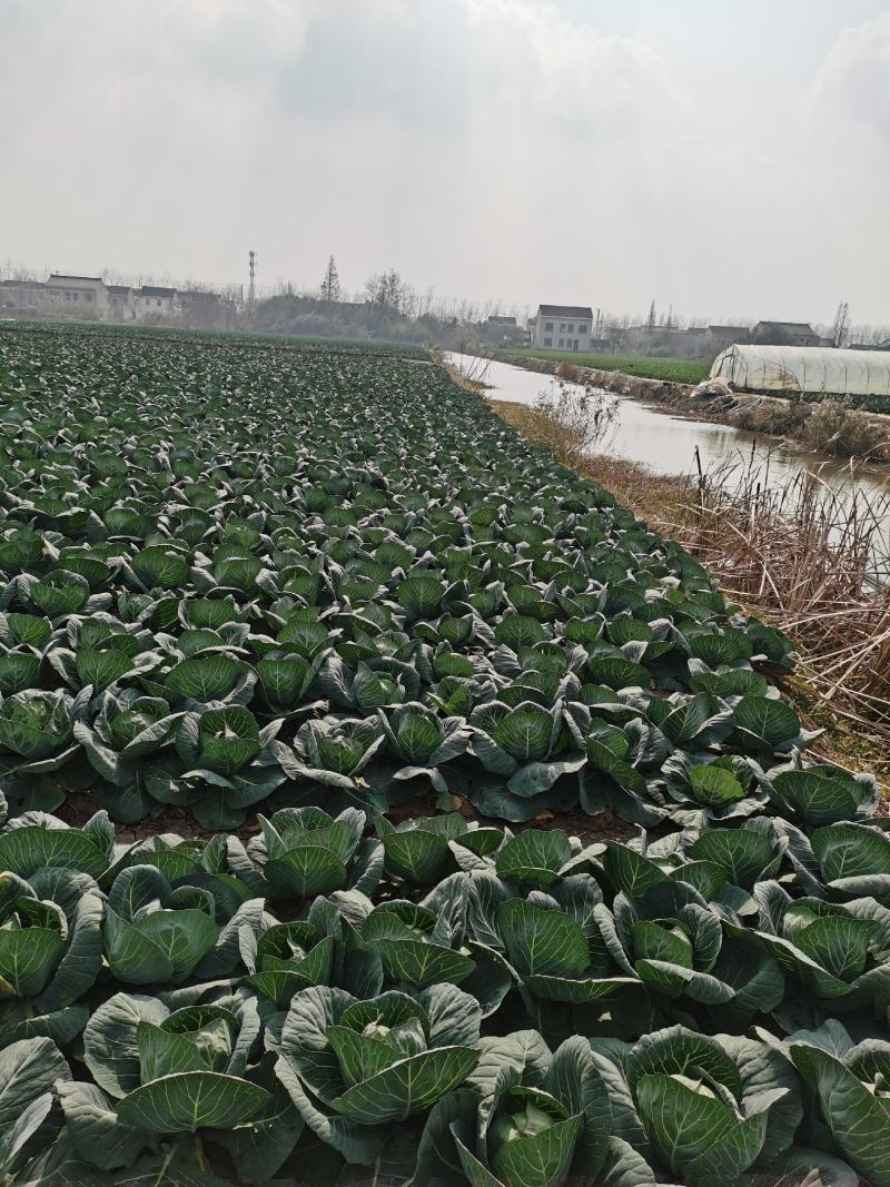 南通本地露天，露大棚精品甘蓝，，大量上市中可以整车发货，