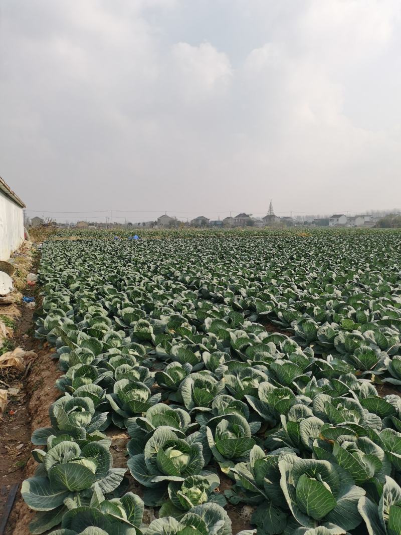 南通本地露天，露大棚精品甘蓝，，大量上市中可以整车发货，