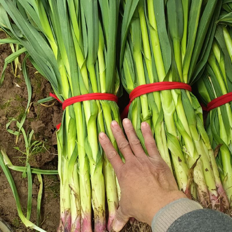 蒜苗山东红根蒜苗大量上市保质保量合作共赢诚信做事产地直发