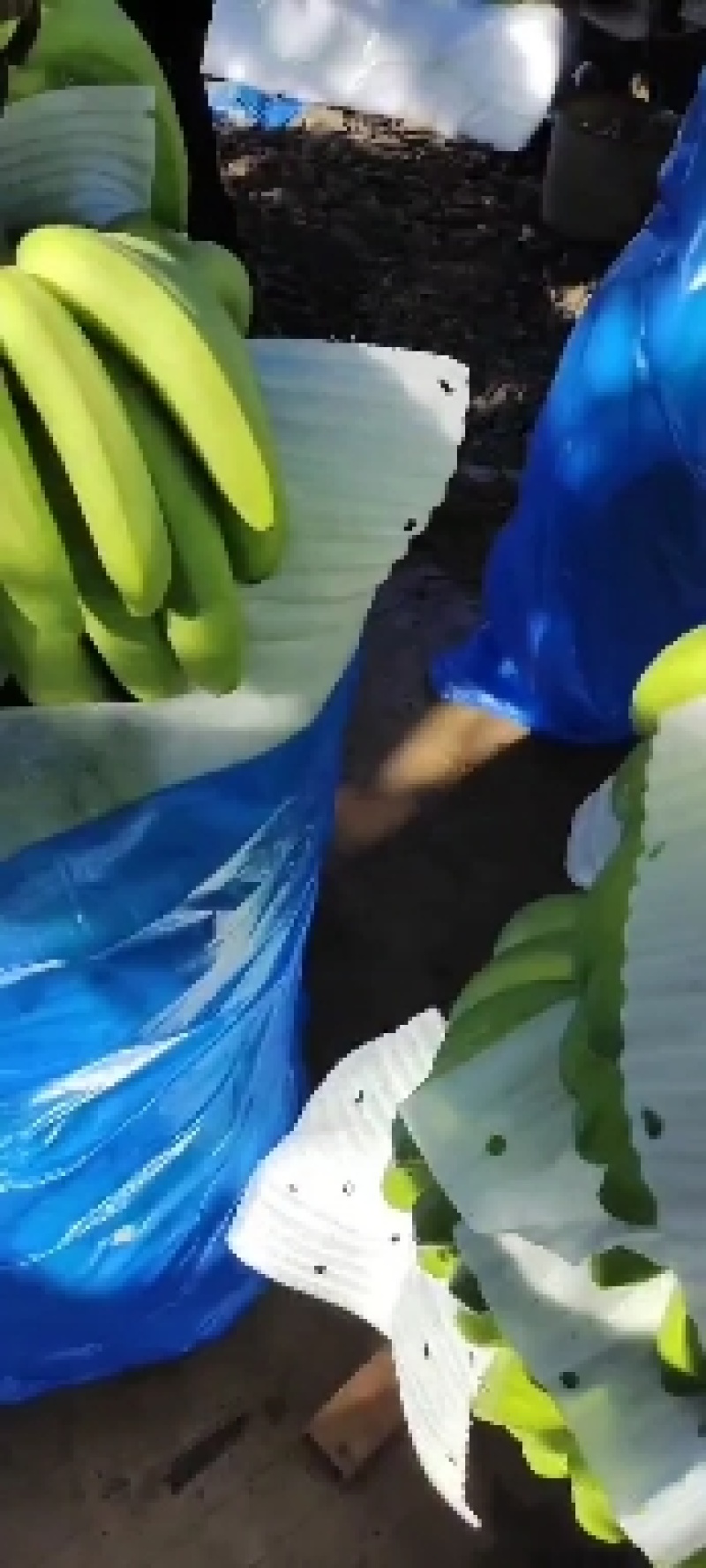 广东省湛江市遂溪县香蕉大量有货欢迎各位老板