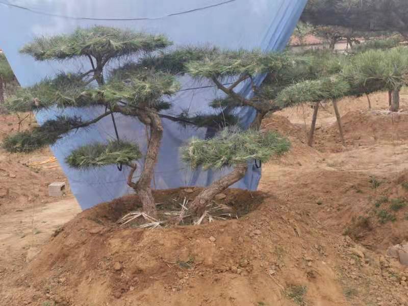 造型松20公分造型黑松25公分造型油松