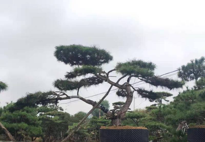 造型松20公分造型黑松25公分造型油松