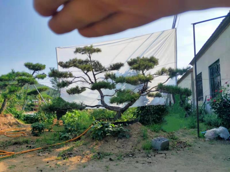 造型松20公分造型黑松25公分造型油松