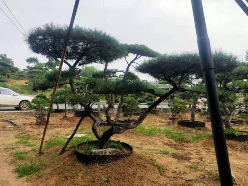 造型松20公分造型黑松25公分造型油松