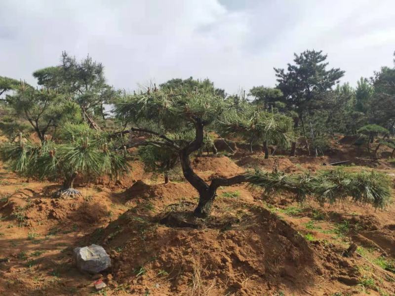 造型松20公分造型黑松25公分造型油松