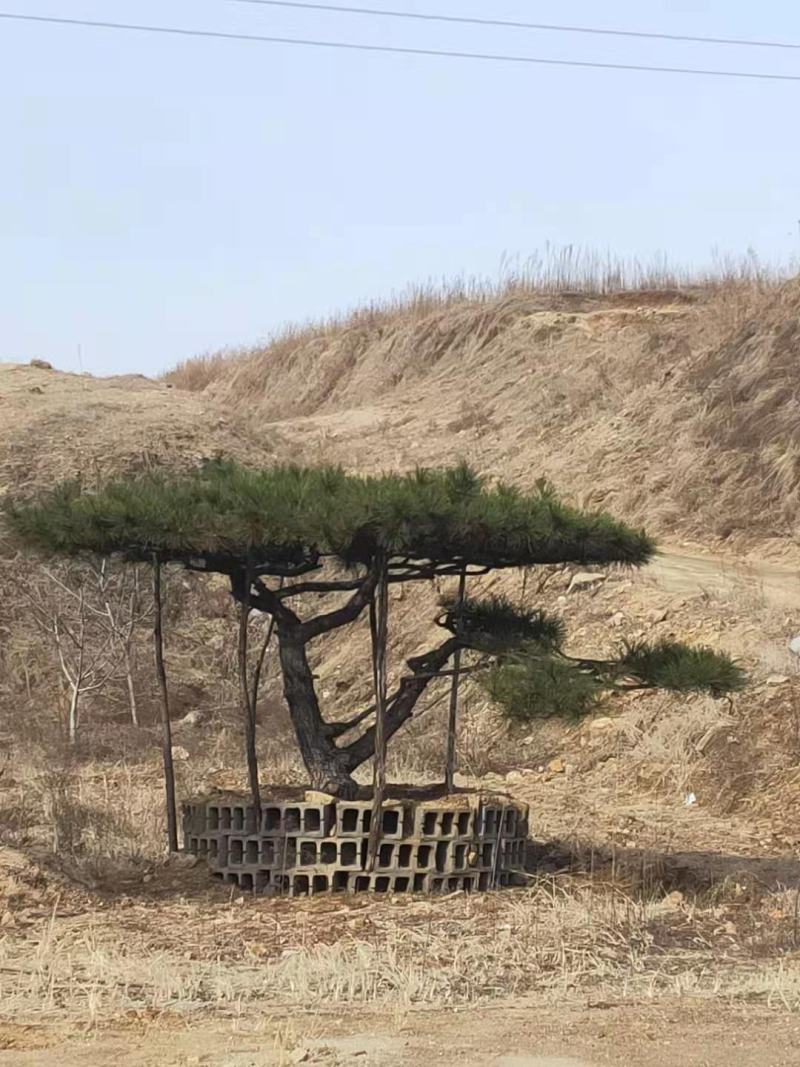 造型松20公分造型黑松25公分造型油松