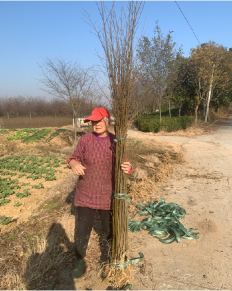 朴树小苗高度1.4_2.3米，朴树，二年生朴树3米左右
