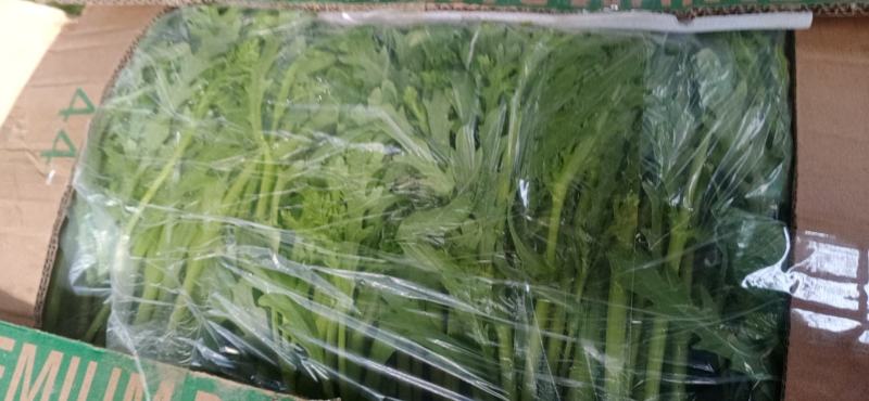 大棚精品净杆茼蒿，火爆热卖，支持全国发货，欢迎电商平台合