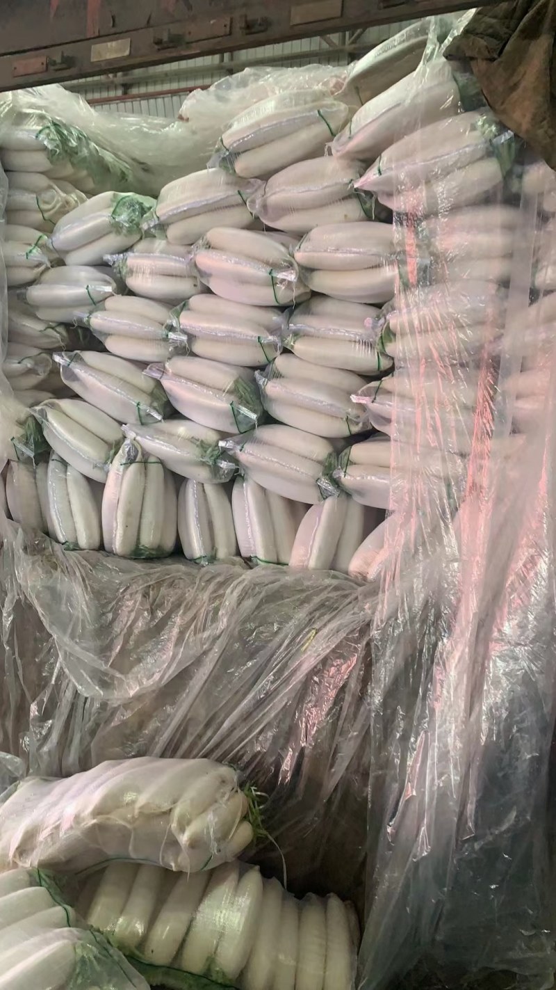 白萝卜产地直销看货装货保质保量诚信代办多年