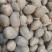 药用榧子香榧、玉榧、木榧货好量大要多优惠