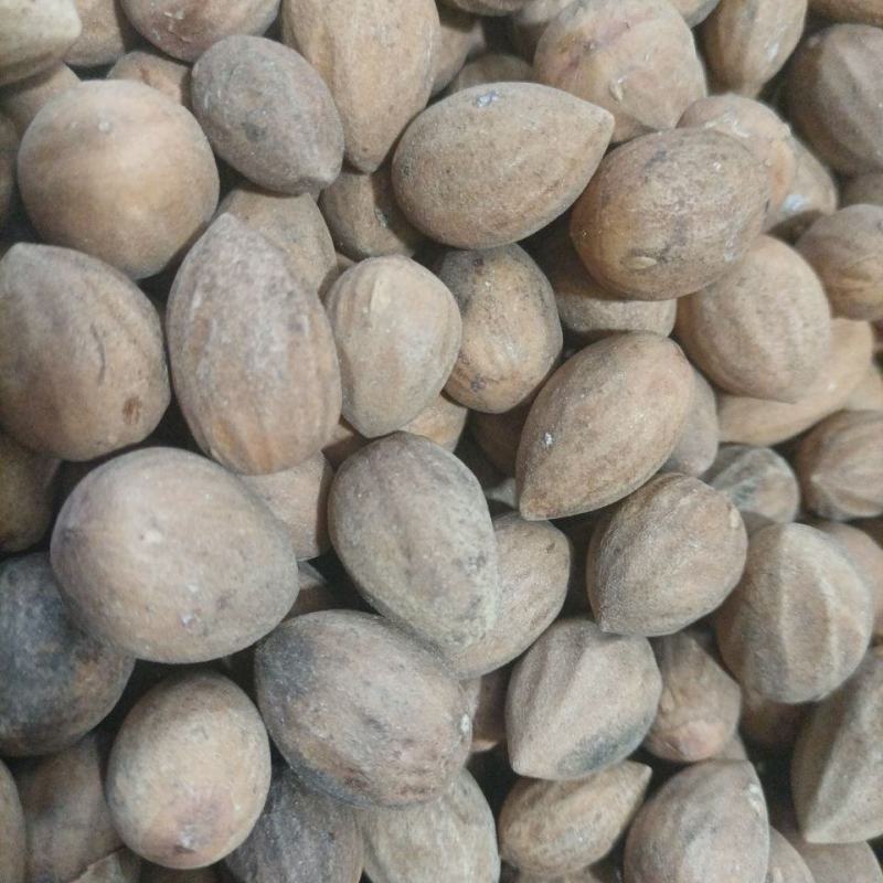药用榧子香榧、玉榧、木榧货好量大要多优惠