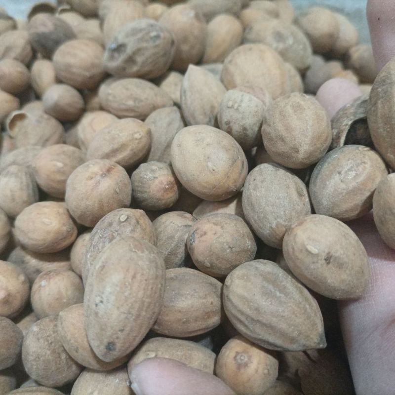 药用榧子香榧、玉榧、木榧货好量大要多优惠