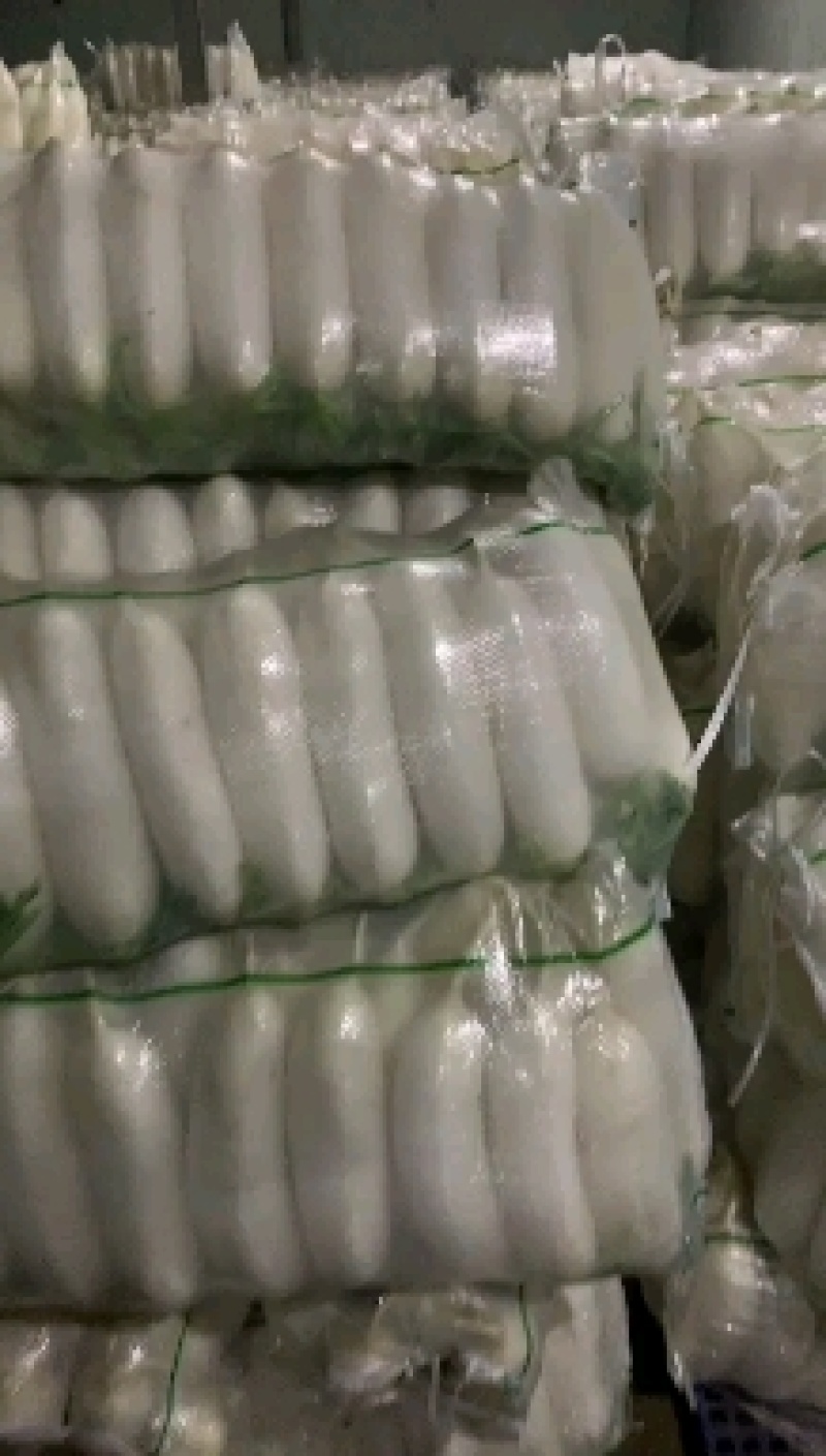 湖北荆州大量出售白萝卜，三排，四排