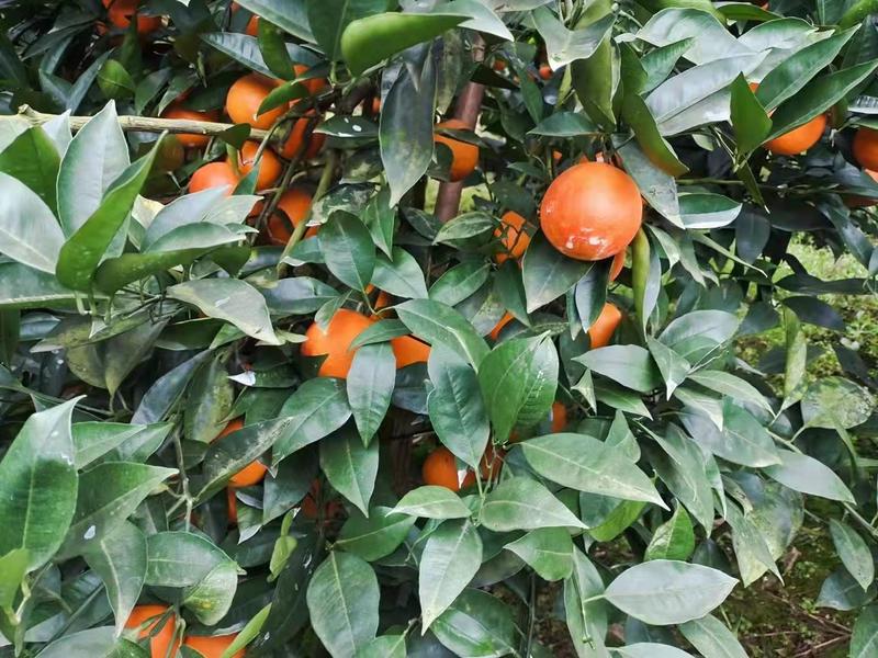四川血橙果园现摘四川橙子新鲜供应低价代发全国
