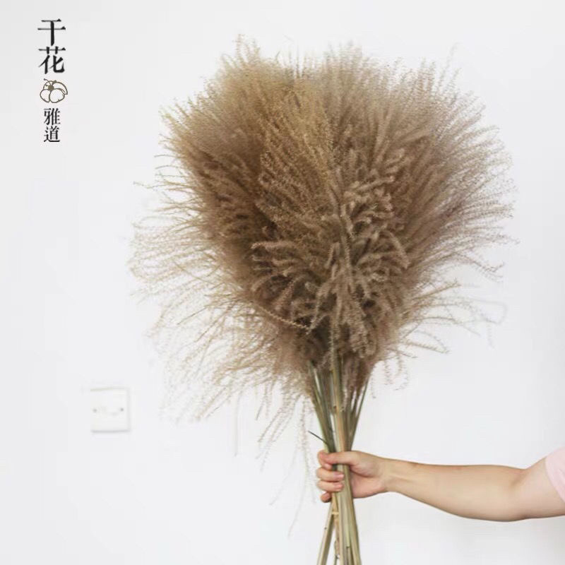 批发天然芦苇干花装饰品开业道具客厅装饰摆件