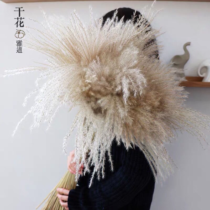 批发天然芦苇干花装饰品开业道具客厅装饰摆件