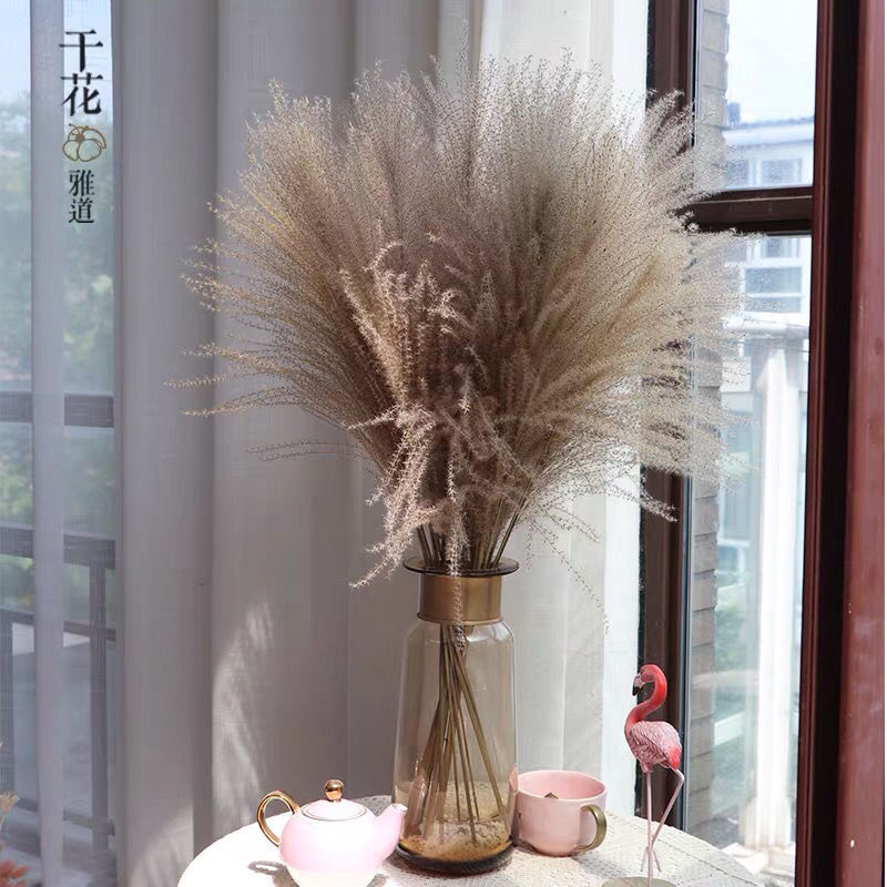 批发天然芦苇干花装饰品开业道具客厅装饰摆件