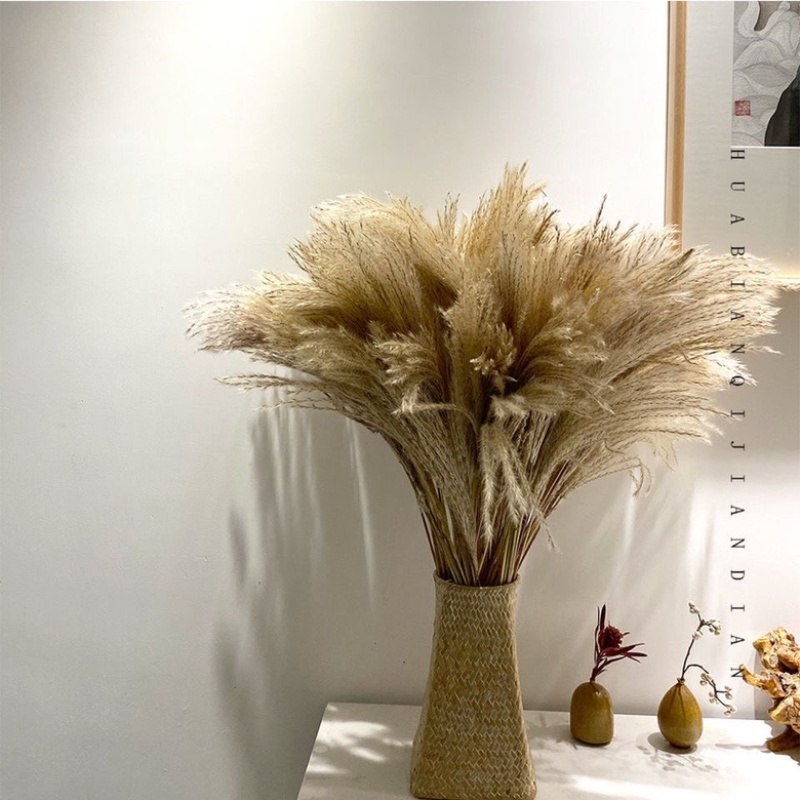 批发天然芦苇干花装饰品开业道具客厅装饰摆件