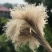 批发天然芦苇干花装饰品开业道具客厅装饰摆件