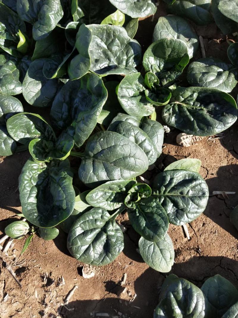 河南杞县通许趴地黑小圆叶菠菜大量上市，欢迎各位老板采购