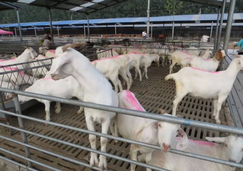 活羊羊羔白山羊苗免费送货质量保证产羔率高