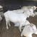 活羊羊羔白山羊苗免费送货质量保证产羔率高