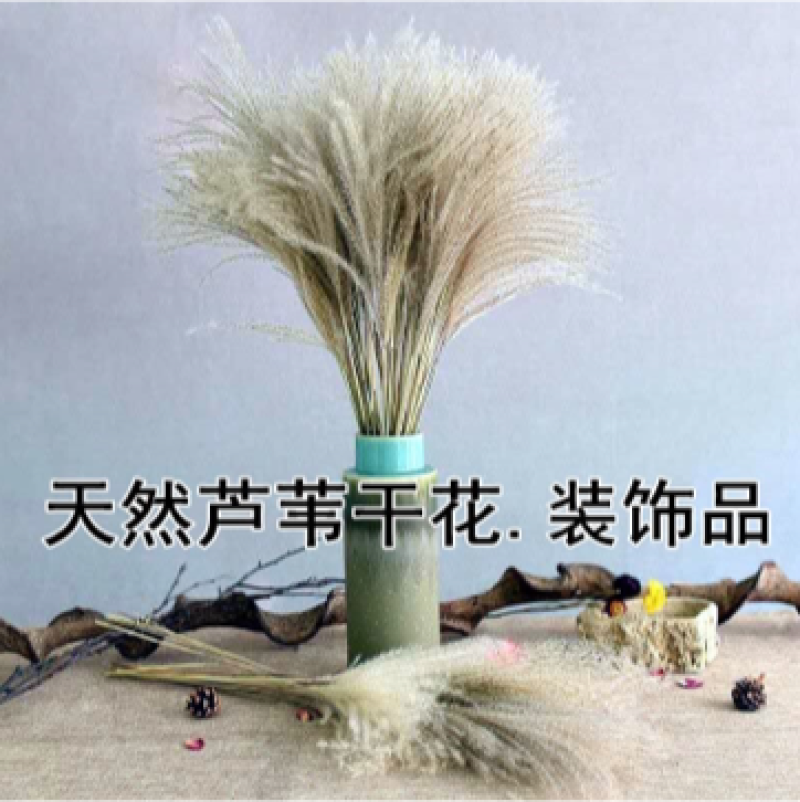 批发天然芦苇干花装饰品开业道具客厅装饰摆件