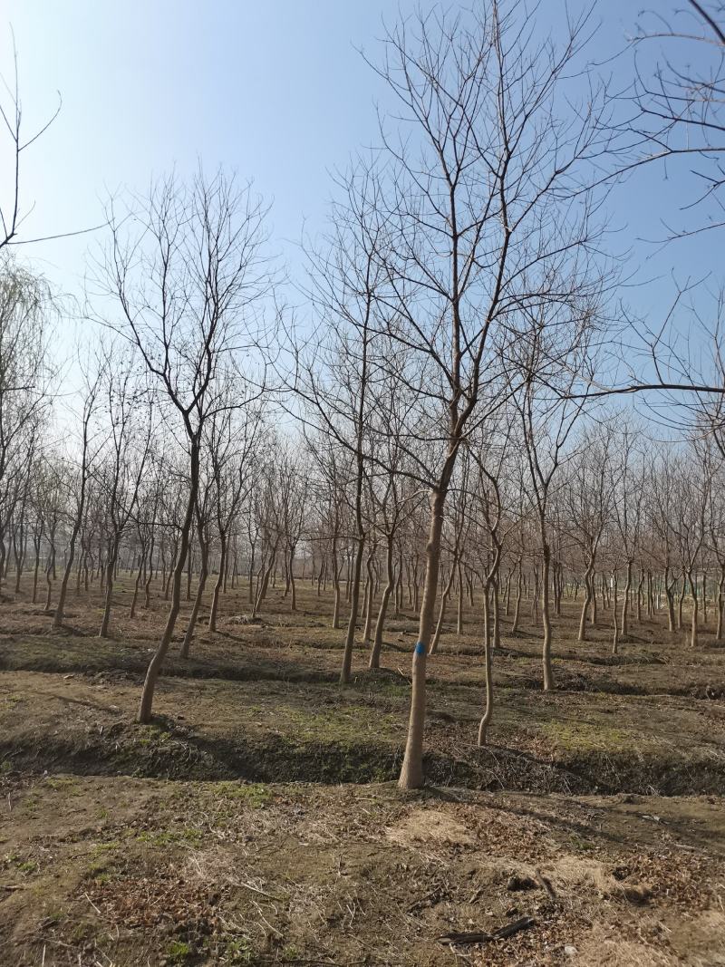 乌桕小苗沭阳基地直供无中间商欢迎新老客户光临考察