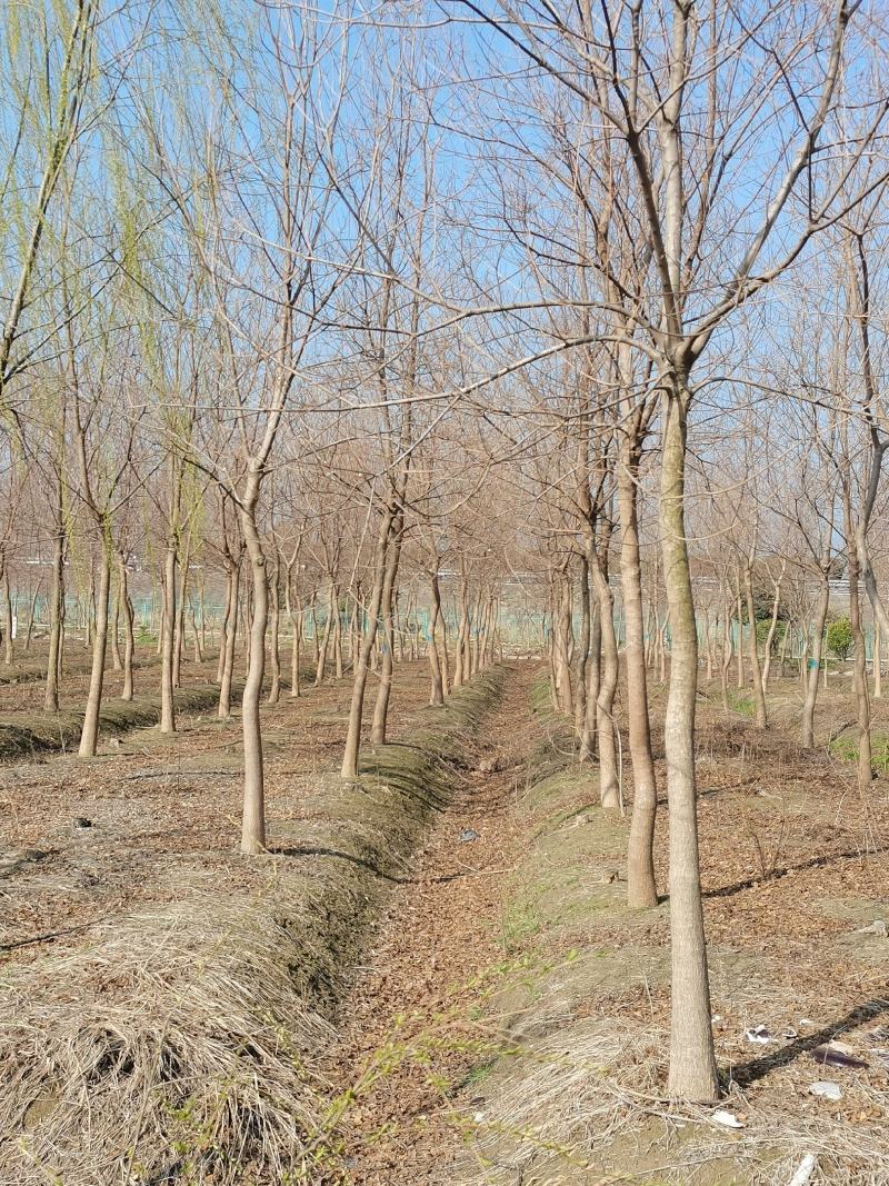 乌桕小苗沭阳基地直供无中间商欢迎新老客户光临考察