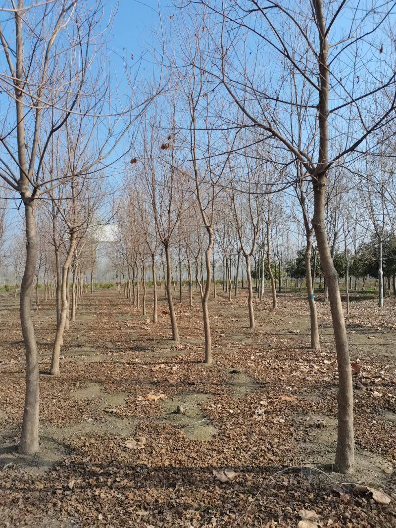 乌桕小苗沭阳基地直供无中间商欢迎新老客户光临考察