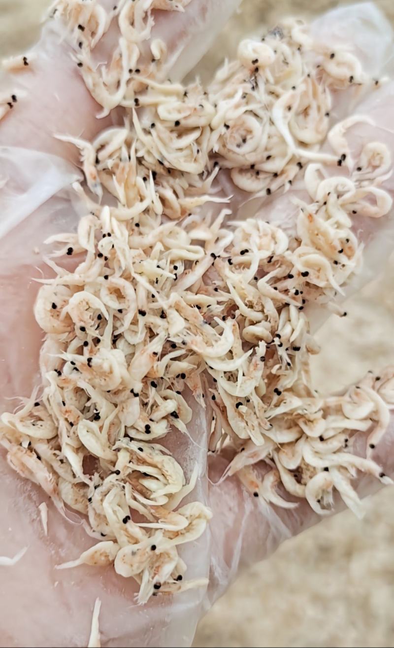 饲料引子虾四不像自家加工做虾粉家畜饲料蛋鸡蛋鸭用一手货源