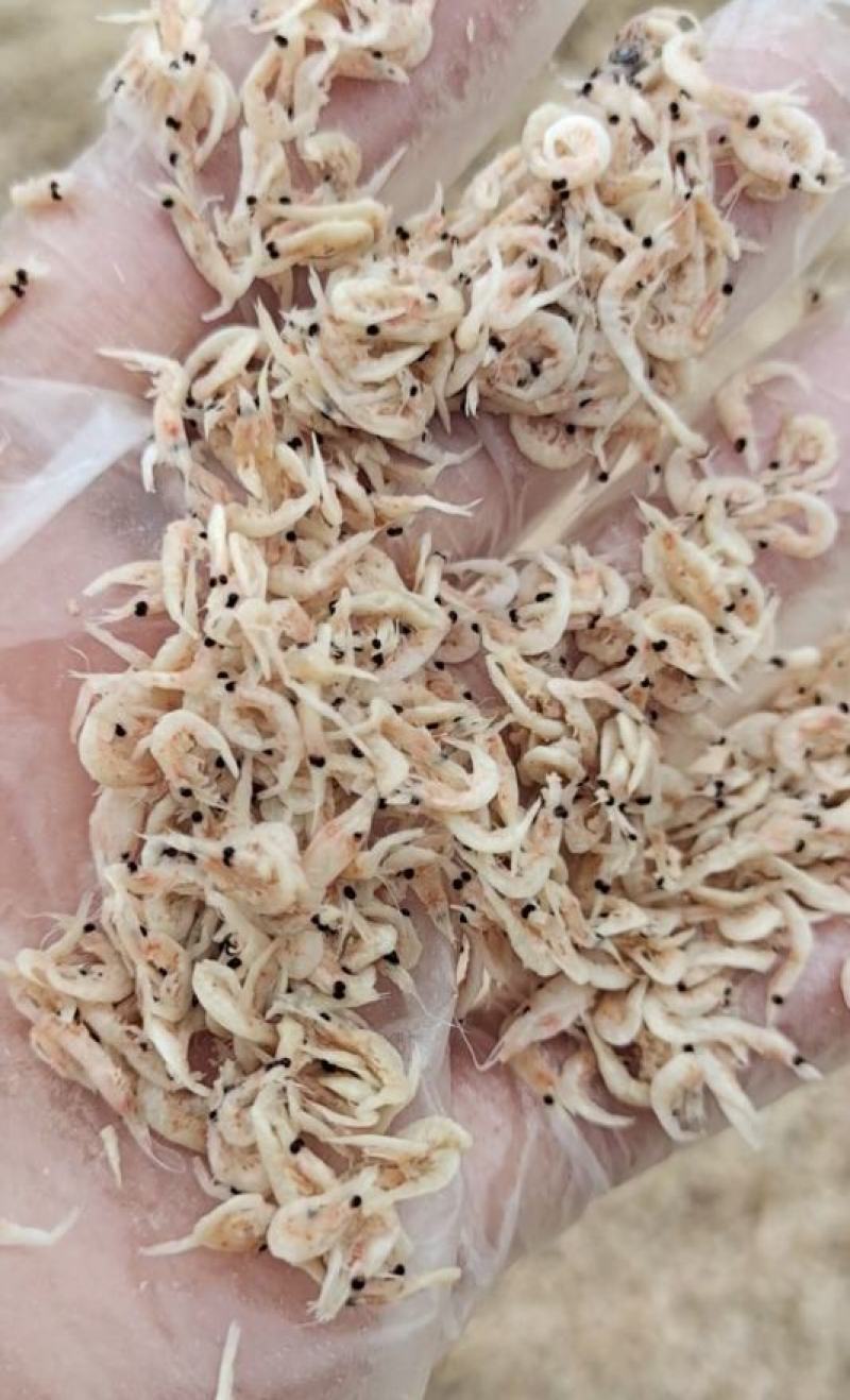 饲料引子虾四不像自家加工做虾粉家畜饲料蛋鸡蛋鸭用一手货源