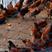 原生态桃树林下养殖纯粮食土鸡