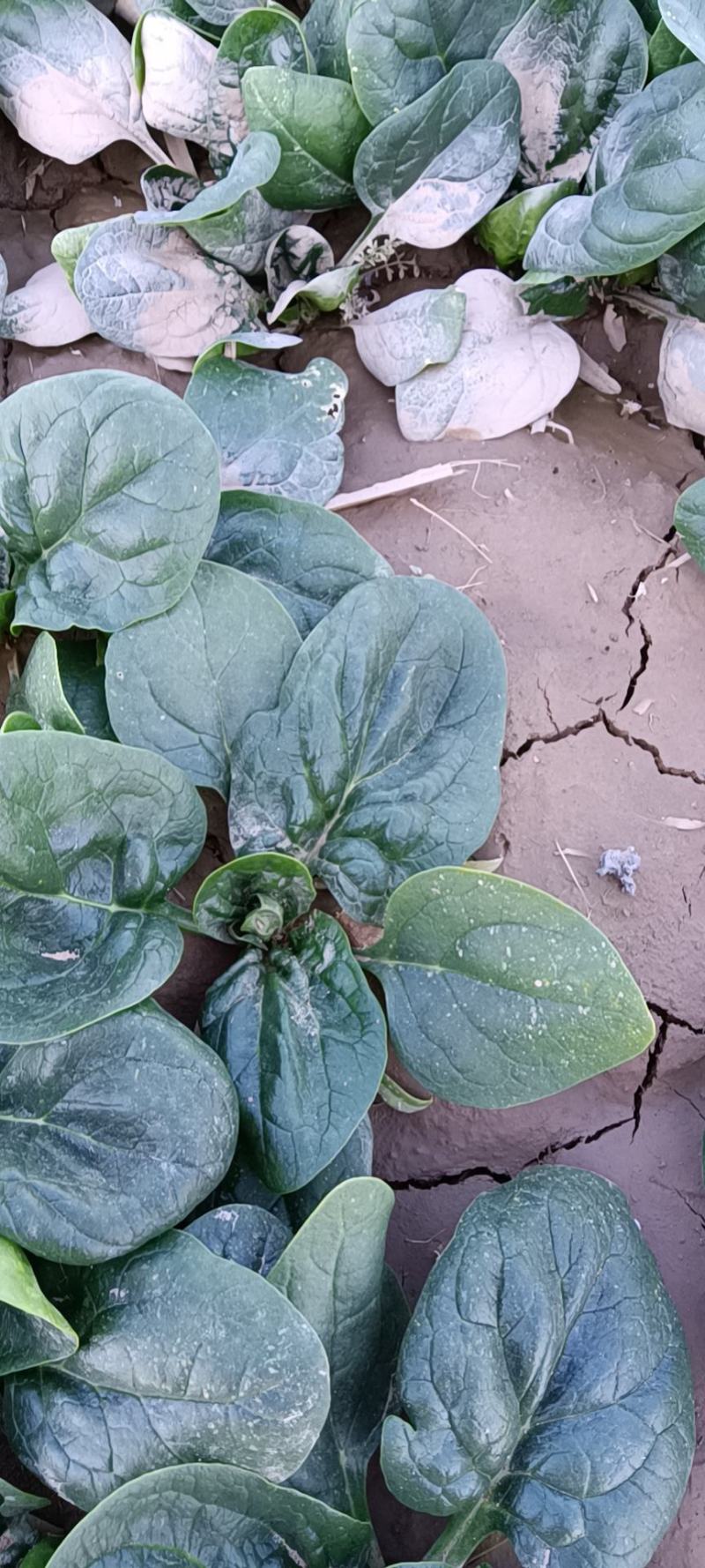 河南杞县通许趴地黑小圆叶菠菜大量上市，欢迎各位老板采购