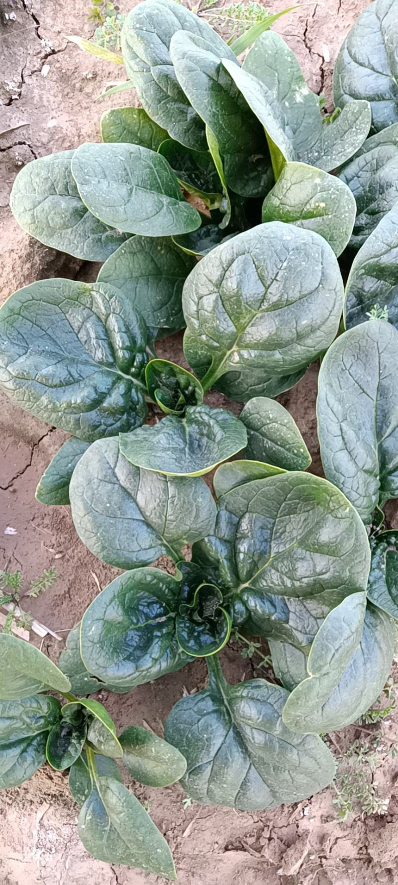 河南杞县通许趴地黑小圆叶菠菜大量上市，欢迎各位老板采购