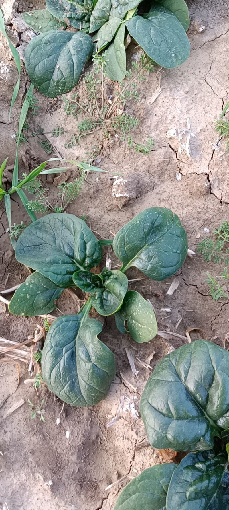 河南杞县通许趴地黑小圆叶菠菜大量上市，欢迎各位老板采购