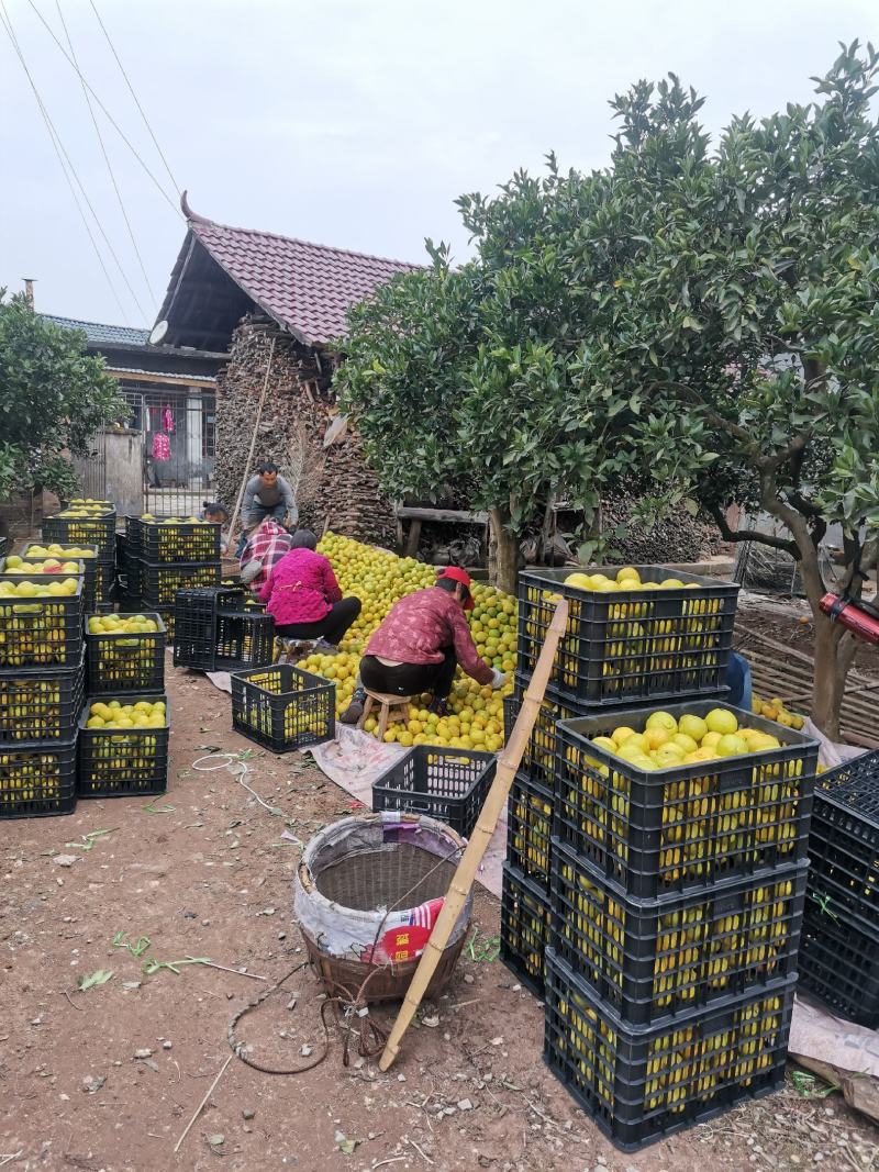 黄金贡柚/象山青/玲珑柚怀化市，黄金贡柚批发，纯甜化渣