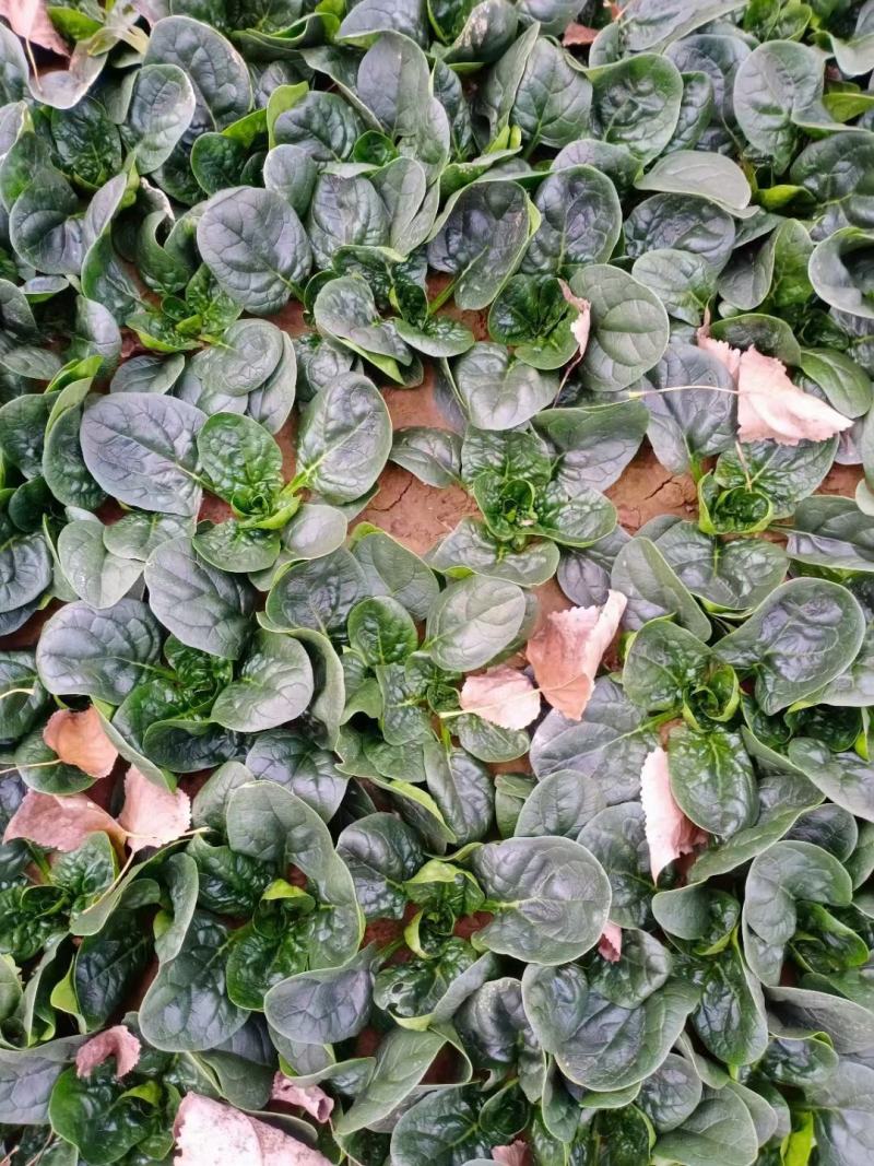 河南杞县通许趴地黑小圆叶菠菜大量上市，欢迎各位老板采购
