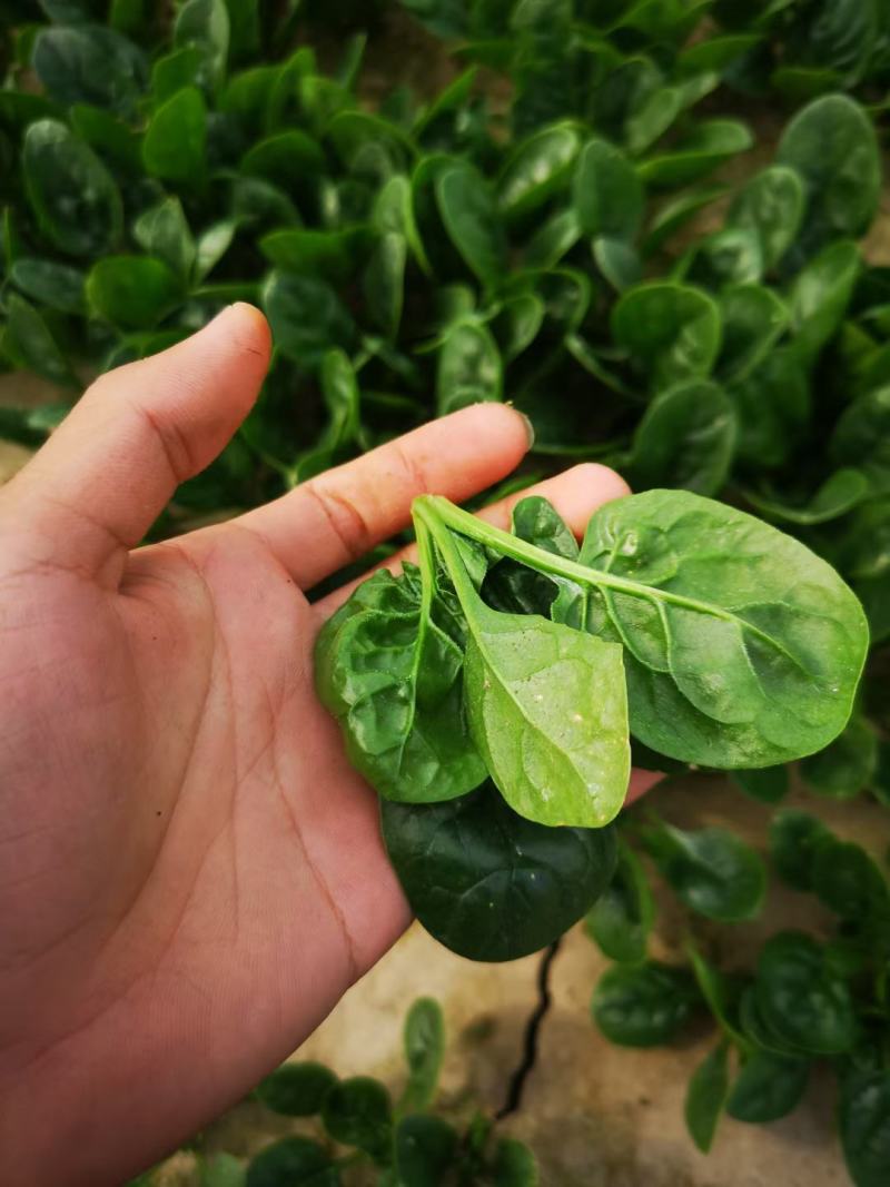 河南杞县通许趴地黑小圆叶菠菜大量上市，欢迎各位老板采购