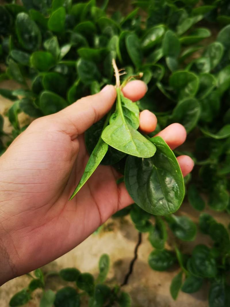河南杞县通许趴地黑小圆叶菠菜大量上市，欢迎各位老板采购