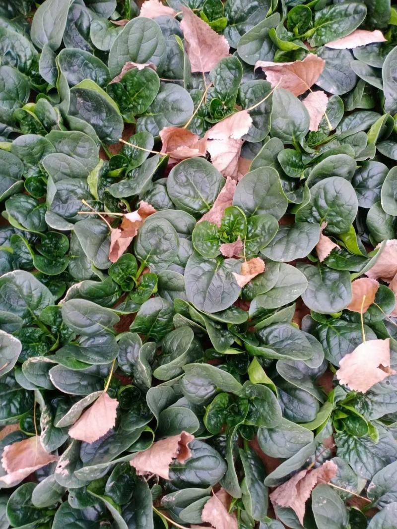 河南杞县通许趴地黑小圆叶菠菜大量上市，欢迎各位老板采购