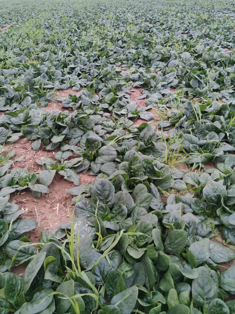 河南杞县通许趴地黑小圆叶菠菜大量上市，欢迎各位老板采购