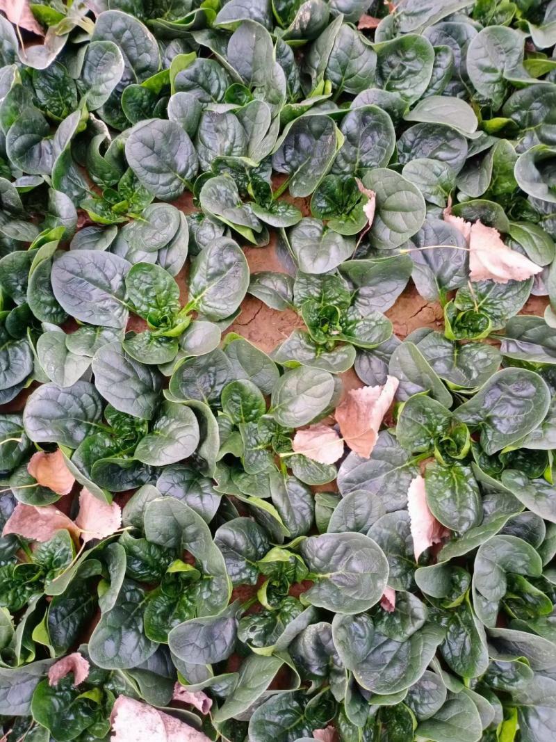 河南杞县通许趴地黑小圆叶菠菜大量上市，欢迎各位老板采购