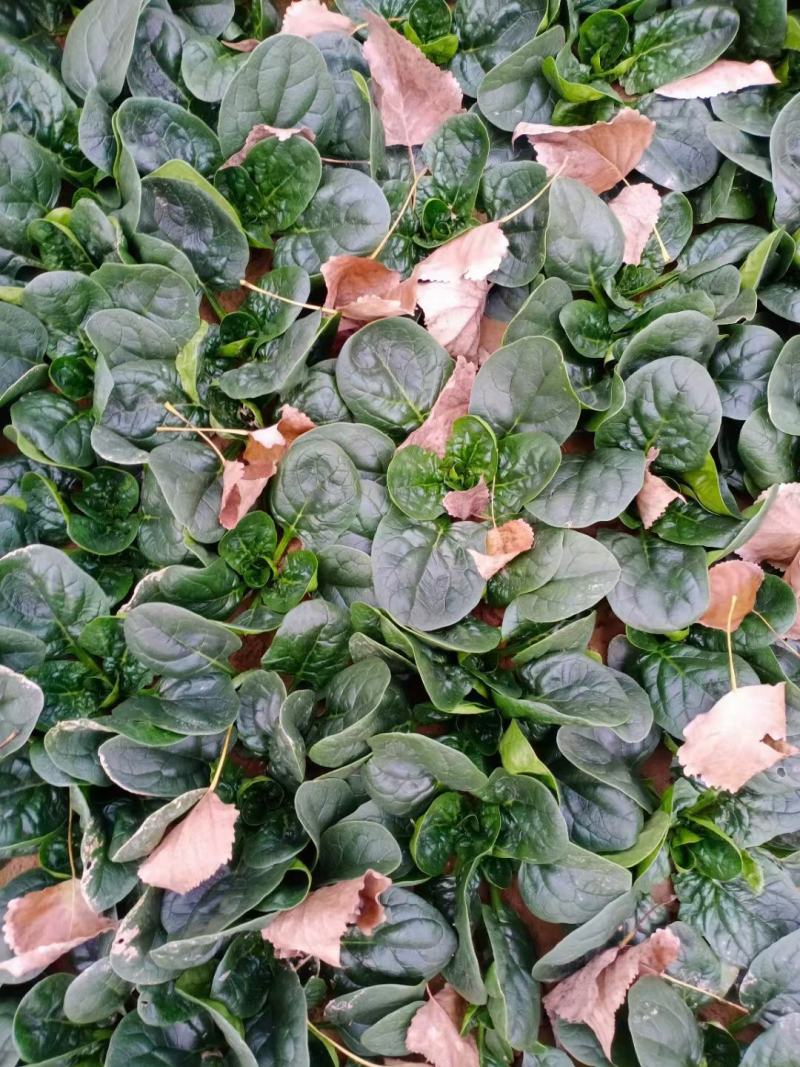 河南杞县通许趴地黑小圆叶菠菜大量上市，欢迎各位老板采购