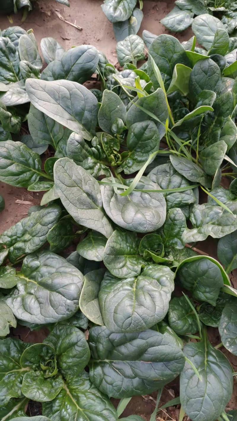 河南杞县通许趴地黑小圆叶菠菜大量上市，欢迎各位老板采购